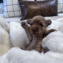 Maltipoo Puppies from Jessica's Maltipoos