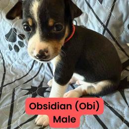 Rat Terrier Puppies from The Puppy Patch Rat Terriers