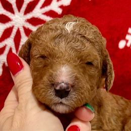 Girl 1 - Red Bernedoodle puppy in Macon County, North Carolina from Mountain Doodles