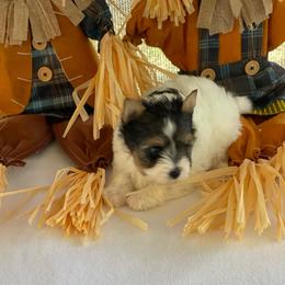 Flynn- 3000 - Black tan and white male Biewer Terrier puppy in Douglas, Georgia from Heartland small breeds