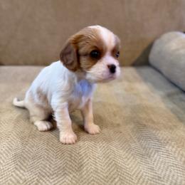 Mercedes - Blenheim female Cavalier King Charles Spaniel puppy in Belgrade, Montana from 406springhilldoodles