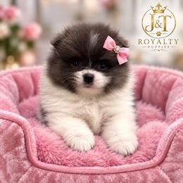 Lucy - Blue parti female Pomeranian puppy in New Oxford, Pennsylvania from JT Royalty Puppies PA