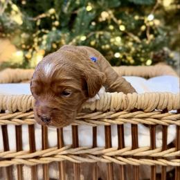 Blue - Red male Australian Labradoodle puppy in Auburn, Washington from West Valley Labradoodles