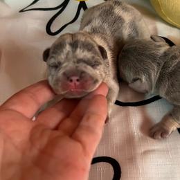 Moondancer - Blue female French Bulldog puppy in Peru, Indiana from Angies Little Bostons And Frenchies