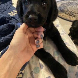 Labradoodle Puppies from Jazzy Doodles