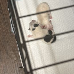 Pomeranian puppies from Tinker