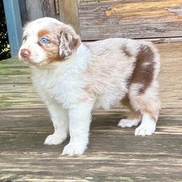 Wilder - Red merle female Australian Shepherd puppy in Statesville, North Carolina from Charming Australian Shepherds