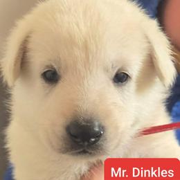 Boy 1 - White male German Shepherd puppy in Tonopah, Nevada from Mercy's White Shepherds