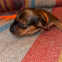 Spirit - Red male Dachshund puppy in Clarksdale, Mississippi from Bo Didley's Doxies