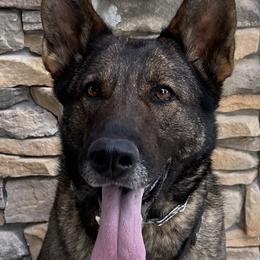 Gemma - German Shepherd