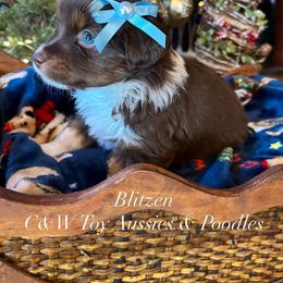 Blitzen - Red tri male Toy Australian Shepherd puppy in Kenedy, Texas from C&W Toy Aussies & Poodles