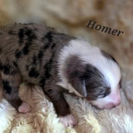 Homer - Blue merle male Toy Australian Shepherd puppy in Viking, Minnesota from Son Shine Farm