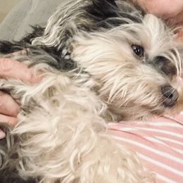 Baxter - Havanese