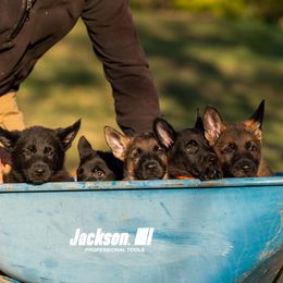 German Shepherd Puppies from Dogtown K9 Training home of "vom Haus Courtland" Kennel
