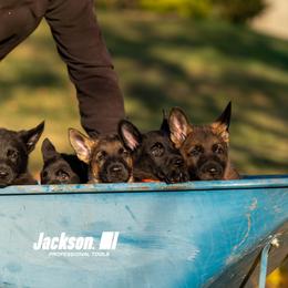 German Shepherd Puppies from Dogtown K9 Training home of "vom Haus Courtland" Kennel