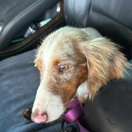 Moon - Dapple female Dachshund puppy in Onalaska, Texas from Smokey Pines Dachshunds