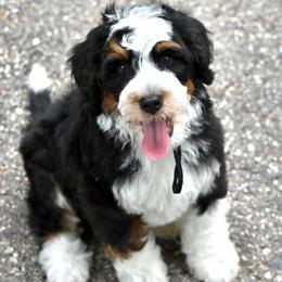 Black boy - Tri-color male Bernedoodle puppy in Waukesha, Wisconsin from Bernedoodle Boutique (and Cavapoos)