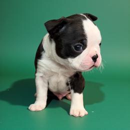 AKC Radar - Brindle and white male Boston Terrier puppy in Galena, Kansas from RottNBostons