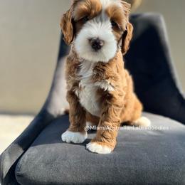 Australian Labradoodle Puppies from Miami Australian Labradoodles