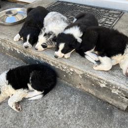 Border Collie Puppies from Roaring River Border Collies