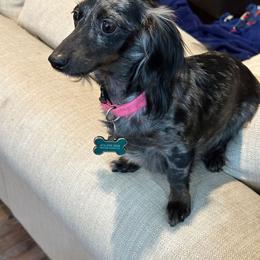Beeb - Dachshund