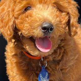 Goldendoodles from Hooper Doodles