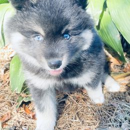 Pomsky Puppies from Pixie Pomsky