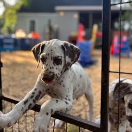 Lupine(LUA) - White and liver brown male Dalmatian puppy in Wilson, North Carolina from New Horizonz Dalmatians