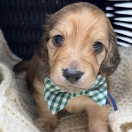 Valor (courage) - Cream male Dachshund puppy in Murfreesboro, Tennessee from Kimbrie's Dream Cream Doxies