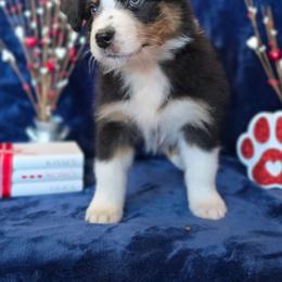 Atalanta - Black tri-color female Australian Shepherd puppy in Smithfield, Utah from Invictus Farms