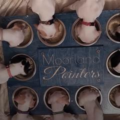 Pointer Puppies from Moorland Pointers