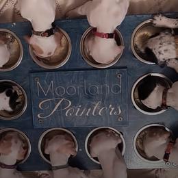 Pointer Puppies from Moorland Pointers