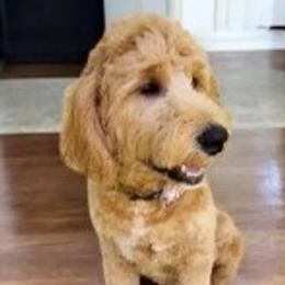 Roxi - Goldendoodle