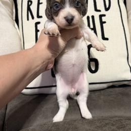Dachshund and French Bulldog Puppies from Cowtown Tiny Tails