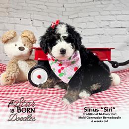 Sirius 'Siri' - Yellow Collar - Tri-color female Bernedoodle puppy in Jackson, Michigan from A Star is Born Doodles