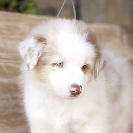 Australian Shepherd Puppies from Broken Arrow Australian Shepherds