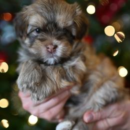 Ginger - Red sable female Havanese puppy in Ringgold, Georgia from Havana Suites Havanese