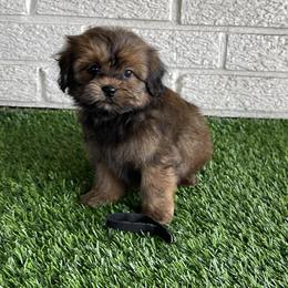 Black collar - Brown male Shihpoo puppy in Bay City, Texas from Billy's Puppies