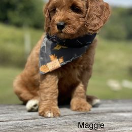 Goldendoodle Puppies from Hilltop Mini and Teddy Bear Doodles