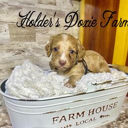 Doc - Cream male Dachshund puppy in Atwood, Oklahoma from Holder’s Doxie Farm