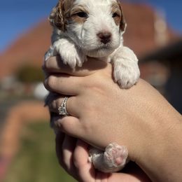 Girl 3 - Blenheim female Cavapoo puppy in Ivins, Utah from Taylia's Cavapoos