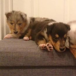 Collie Puppies from Arabella Collies