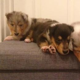 Collie Puppies from Arabella Collies
