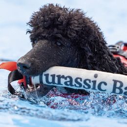 Poodles from Prehistoric Poodles