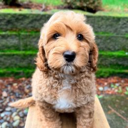 Green - Caramel red male Australian Labradoodle puppy in Auburn, Washington from West Valley Labradoodles