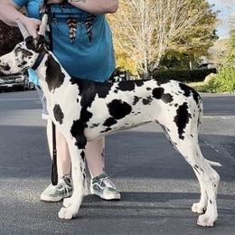 Great Dane Puppies from Noctua Kennels