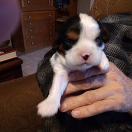 Cavalier King Charles Spaniel Puppies from Muddy Paws Cavaliers