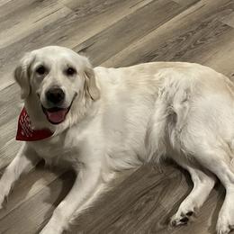 Golden Retrievers from Lakeshore Goldens FXBG