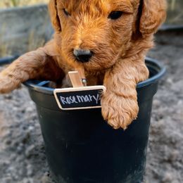 Goldendoodle Puppies from BasilBella’s Doodles