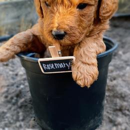 Goldendoodle Puppies from BasilBella’s Doodles